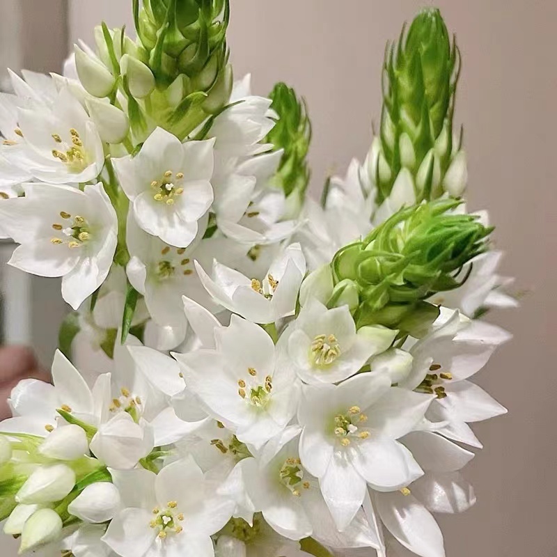 一眼万年,低维护,高颜值,虎眼万年青,又名圣心百合