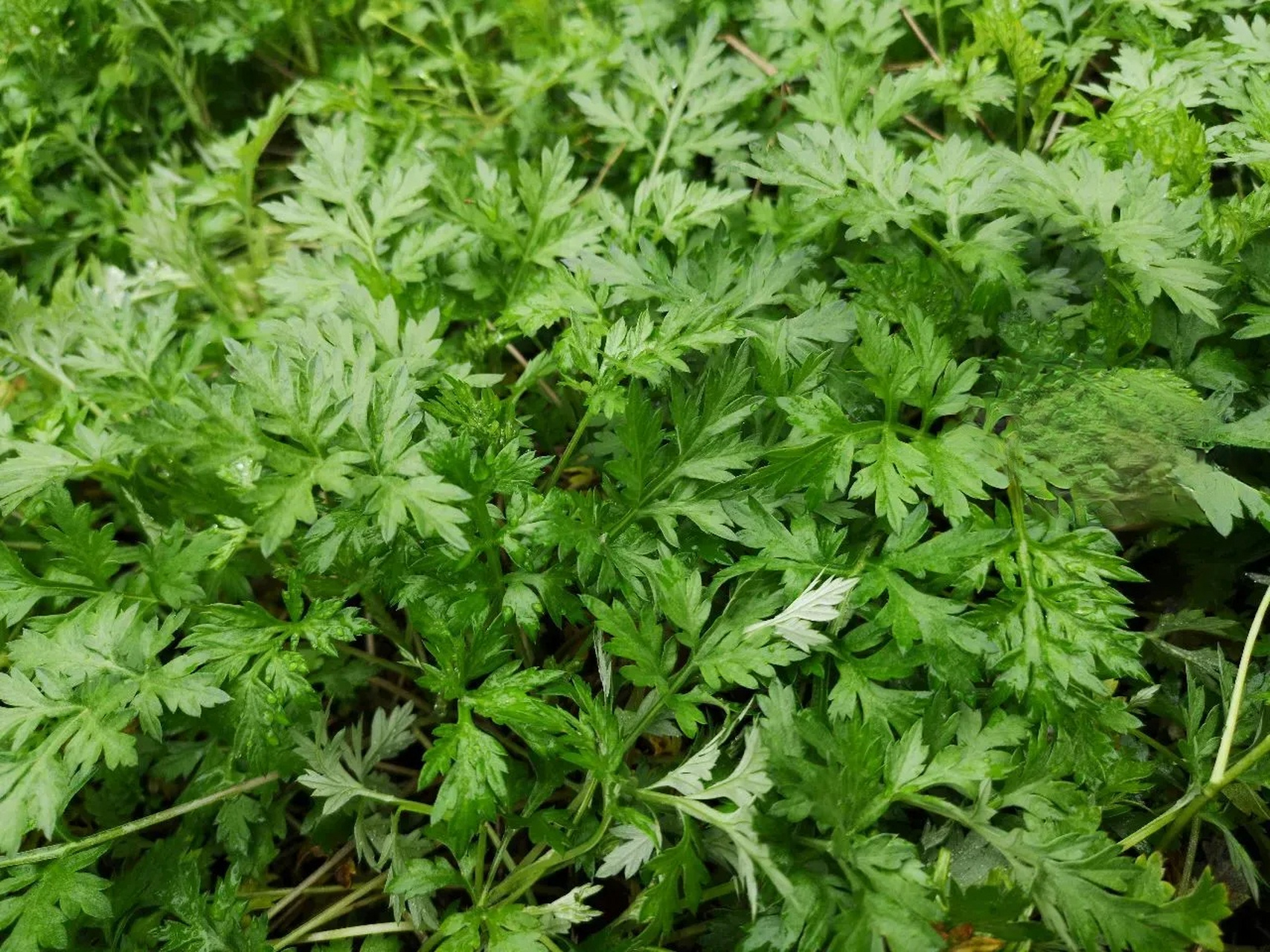 青蒿,艾草,益母草有些相似,很多人分不清楚,它们到底有什么区别?