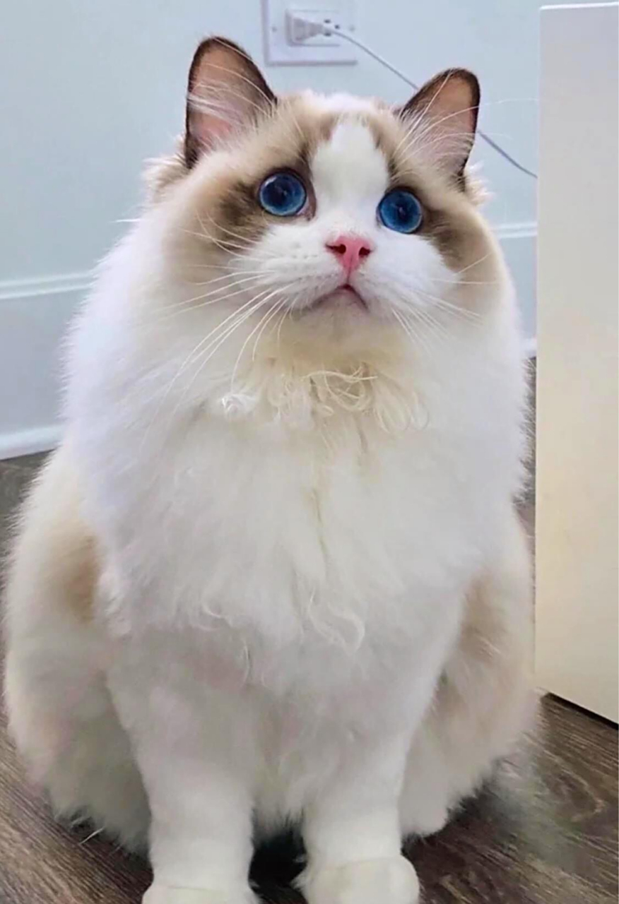 最美布偶猫来咯