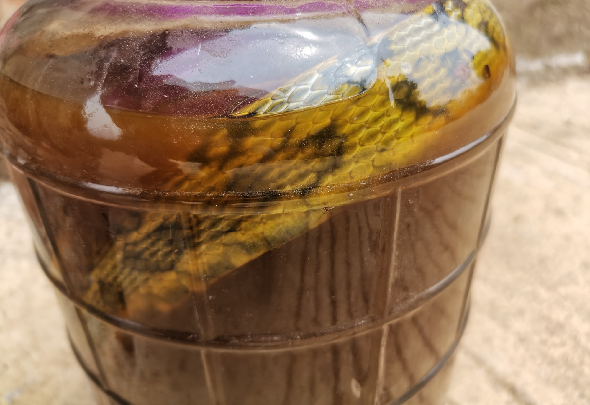 神奇瑶药:四十八节蛇求解