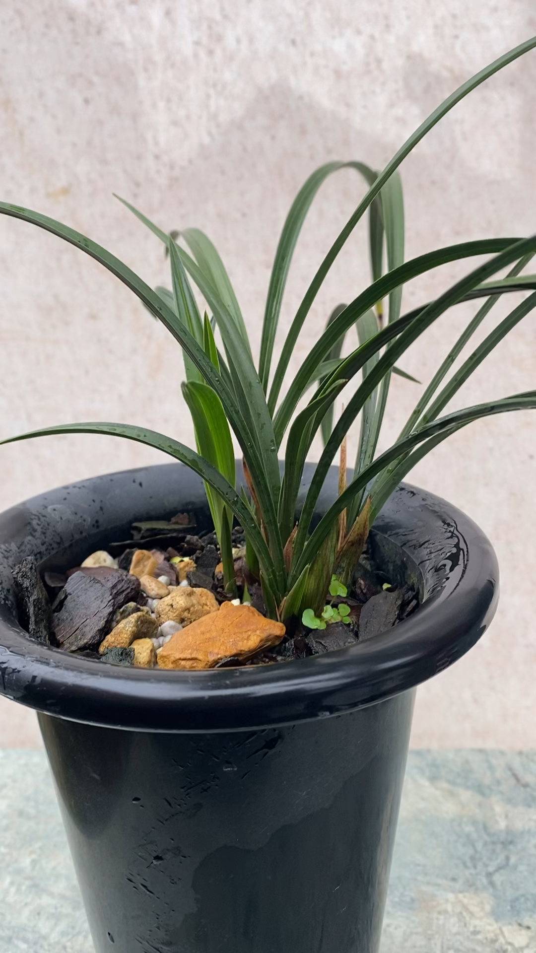 春兰老种宋梅带花苞