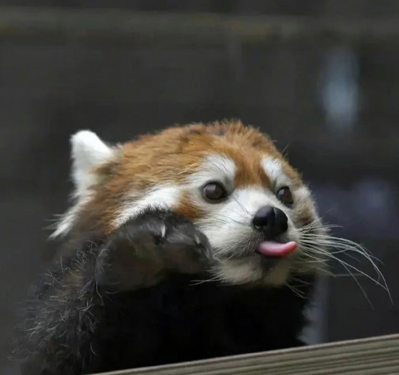 小熊猫对游客做鬼脸