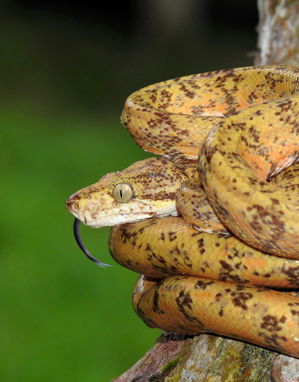亚马逊树蚺corallus hortulana:05树蚺是当地唯一一类眼睛会反光的