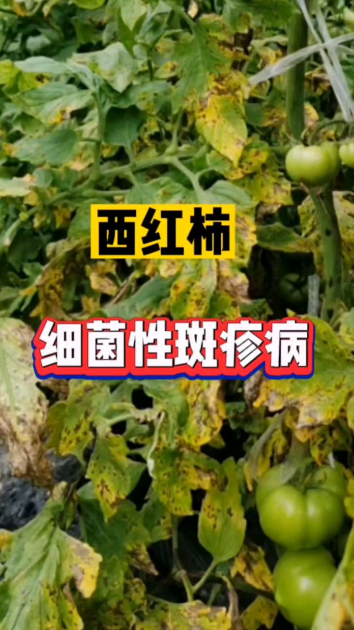 番茄斑疹病图片