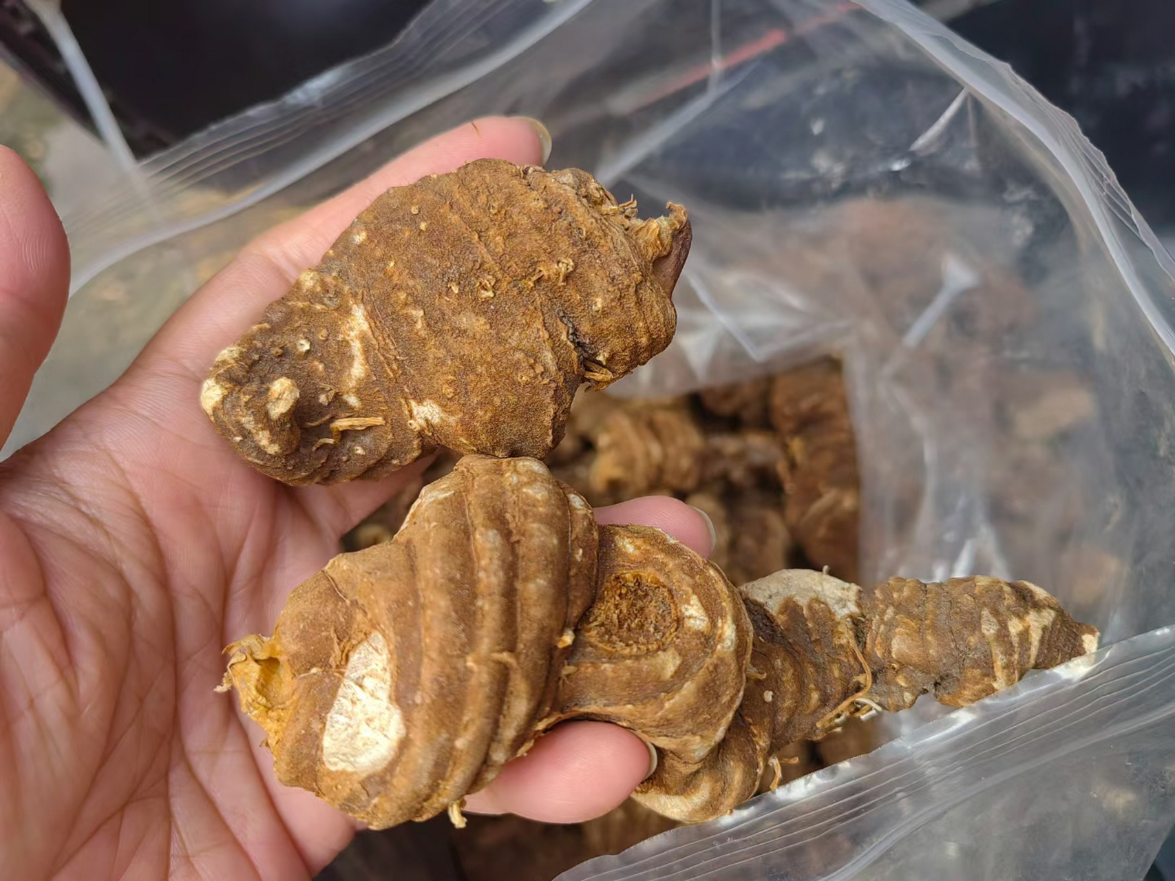 野生重楼,又名七叶一枝花,百合科,属多年生草本植物,以根茎入药,是一