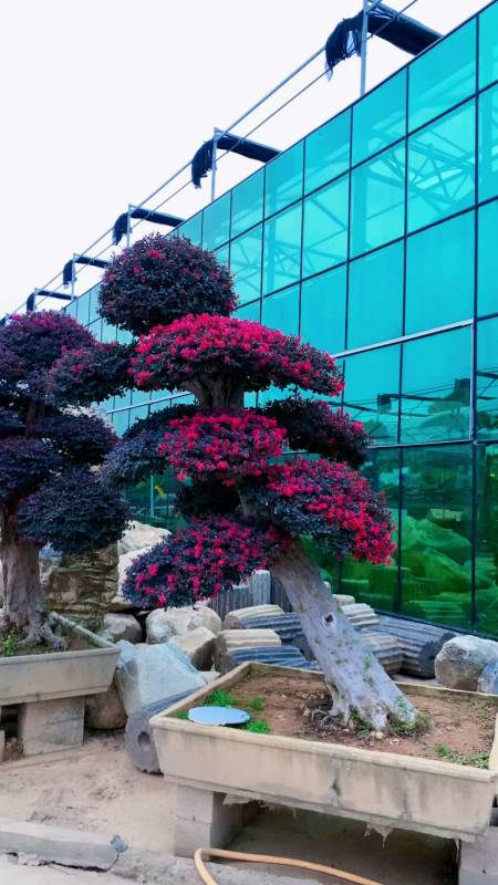 红花继木造型树四季不落叶红红火火适合庭院别墅栽植-度小视