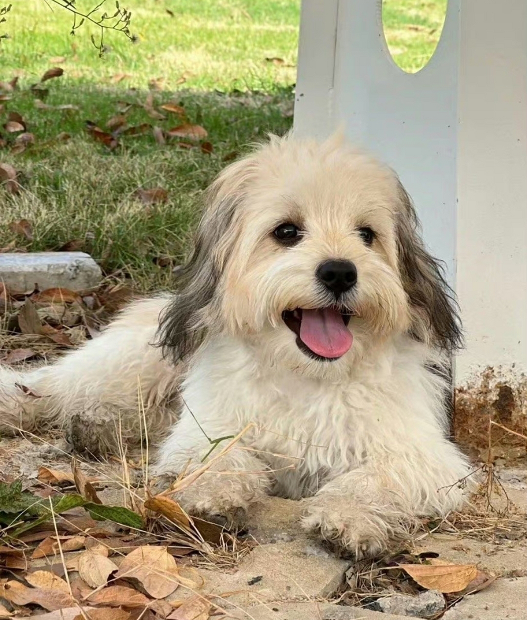 狗狗:邪魅一笑,你也很为我着迷吧?