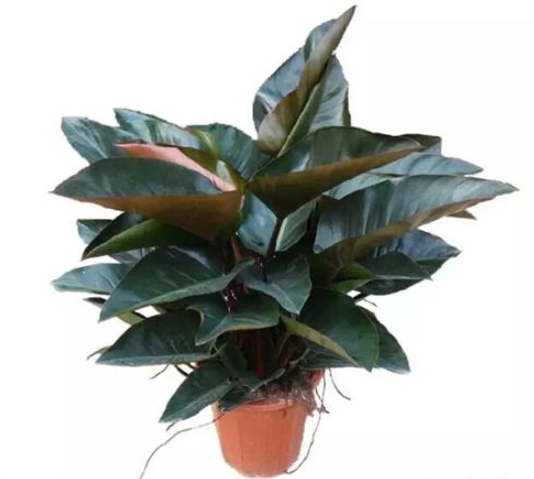 红钻的养殖方法和注意事项有哪些