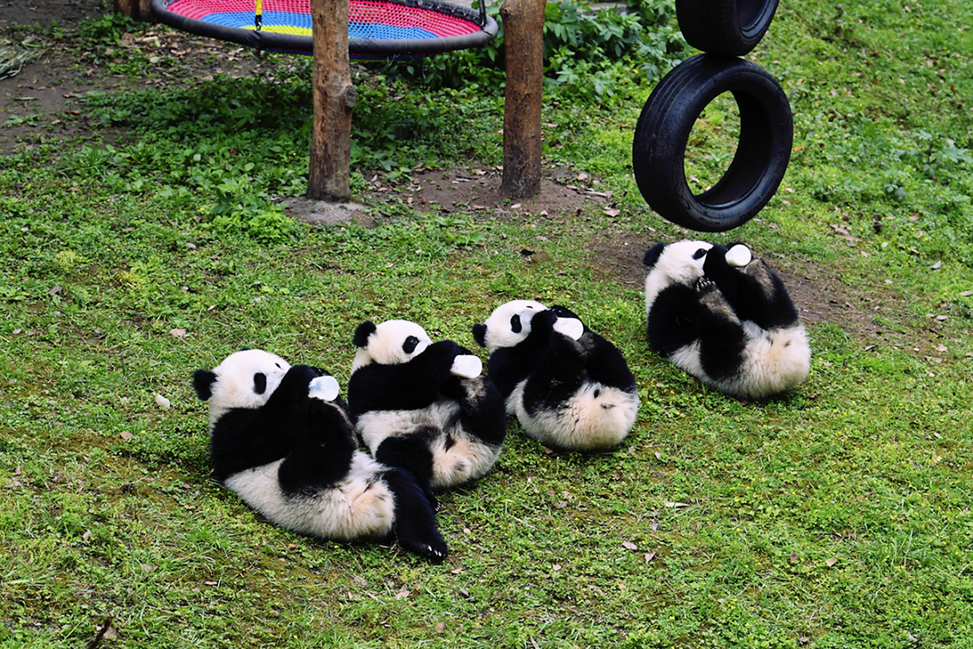 快乐的熊猫组合,相比起"玖菜花叶"(润玥,艾玖,和花,和叶),"四喜丸子"