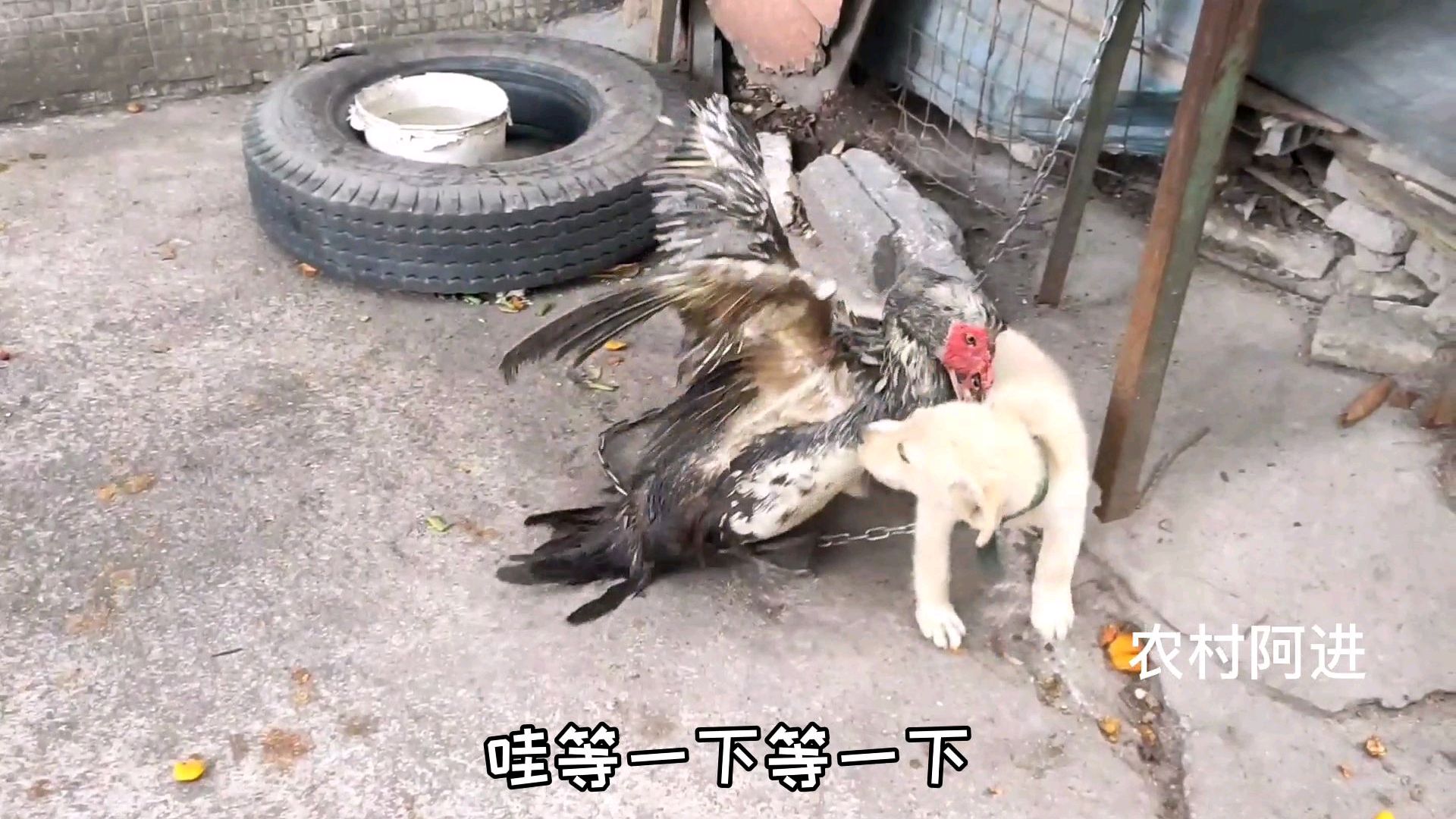 鸭子和狗子的疯狂大战,鸭子发起火来太猛了,连小狗都不是对手