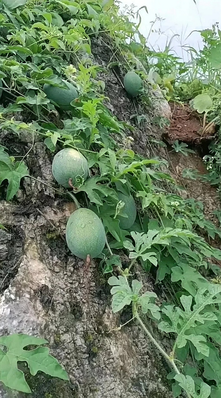 我很想摘回家吃,但是又怕浪费,现在外面已经开始卖