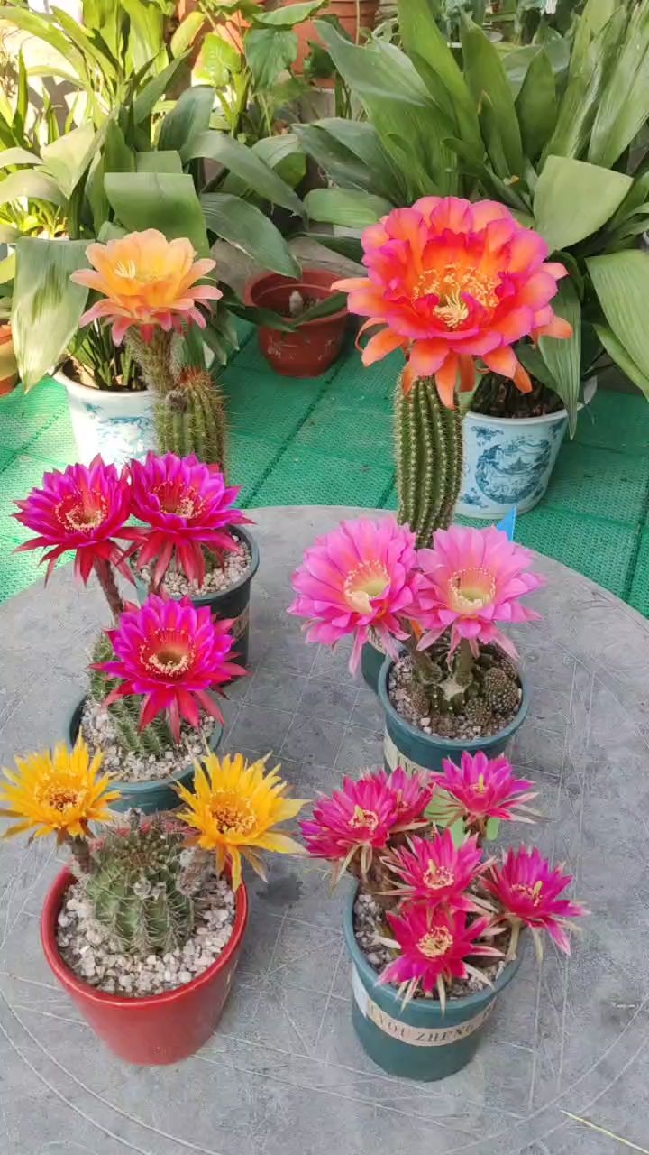 皮实好养的毛花柱,彩草,开花,花大而艳!-度小视