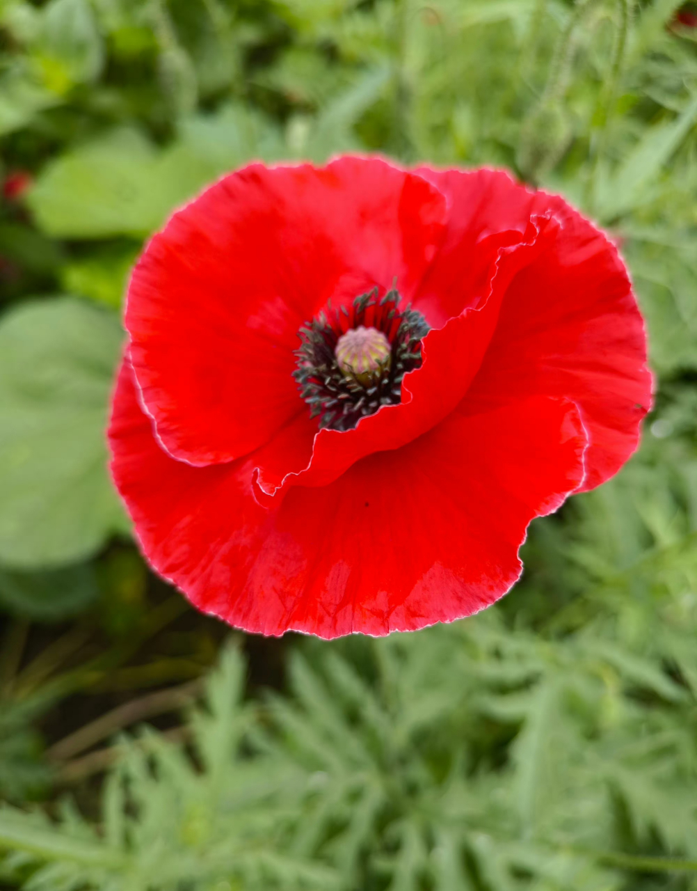 虞美人的花语  虞美人花是一种美丽的花卉, 传说中它是由美女虞姬化成