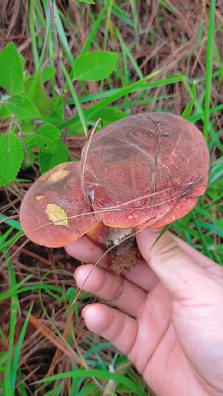 山珍之美味67紅蔥,有幸拾到真好,這可是見手青中