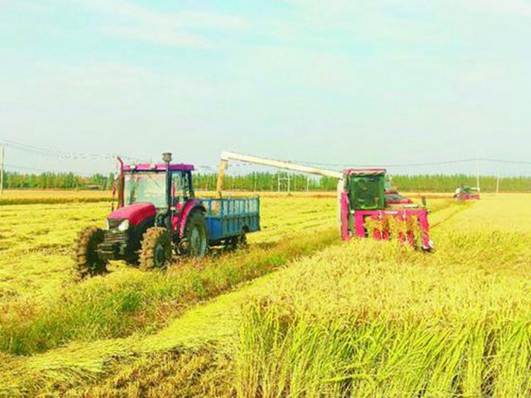 辽宁省辽阳市:千亩水稻 喜获丰收 110