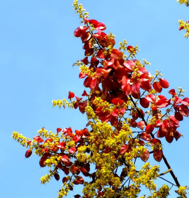 复羽叶栾树果实能吃吗