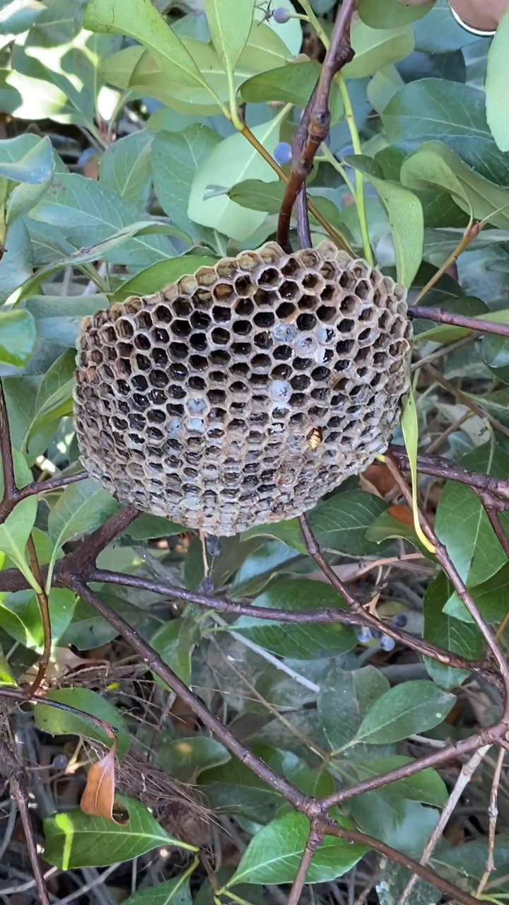 黄蜂和它们建了一个夏天的巢穴