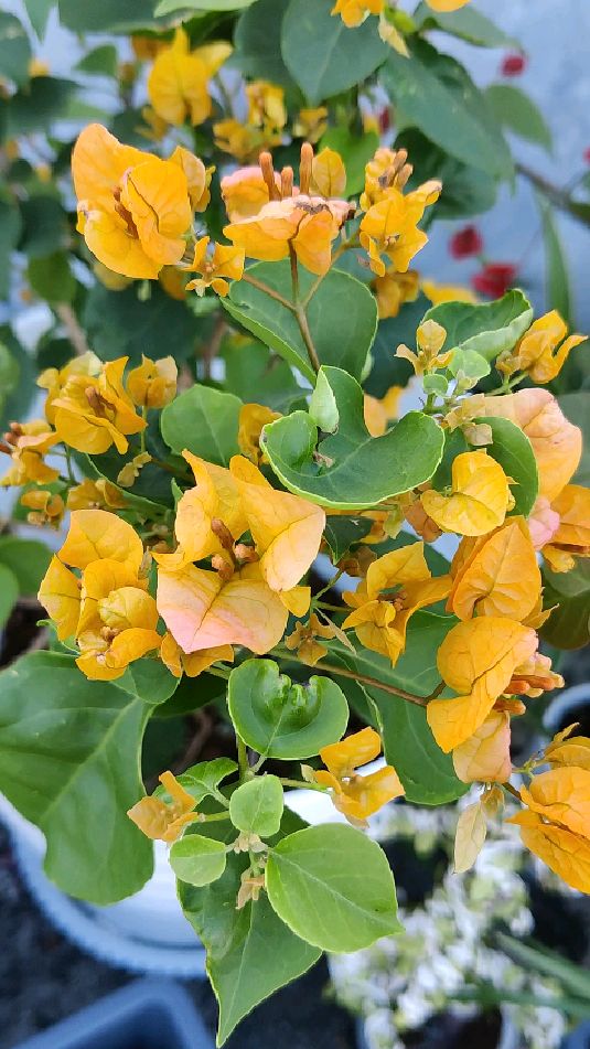 鸟语花香给大家欣赏加州黄金三角梅的美