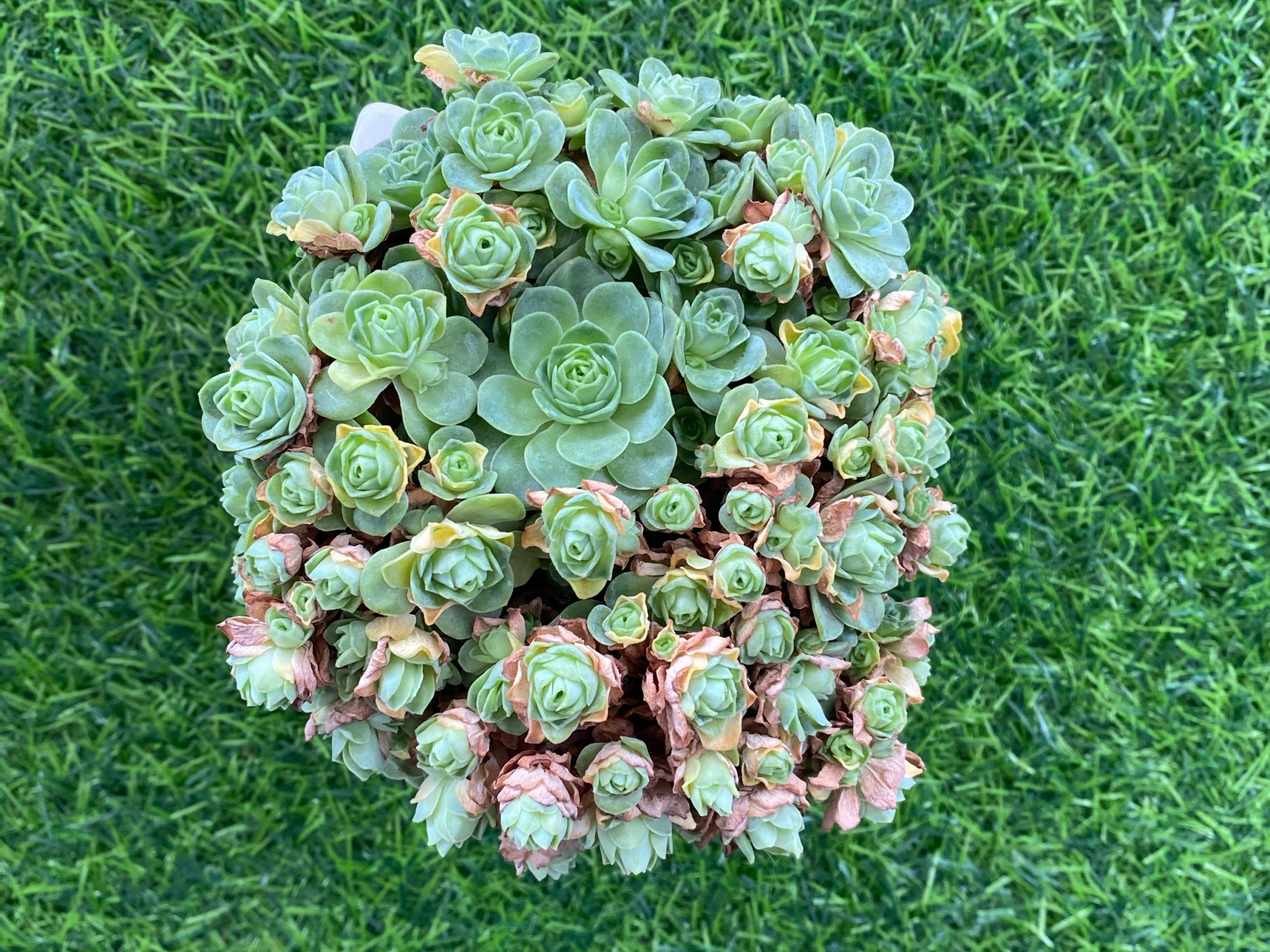 山地玫瑰夏季怎么养?完全断水并不可取,做好3点就可以