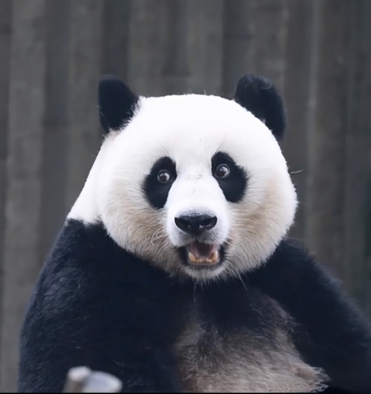 大熊猫昭美的孩子图片