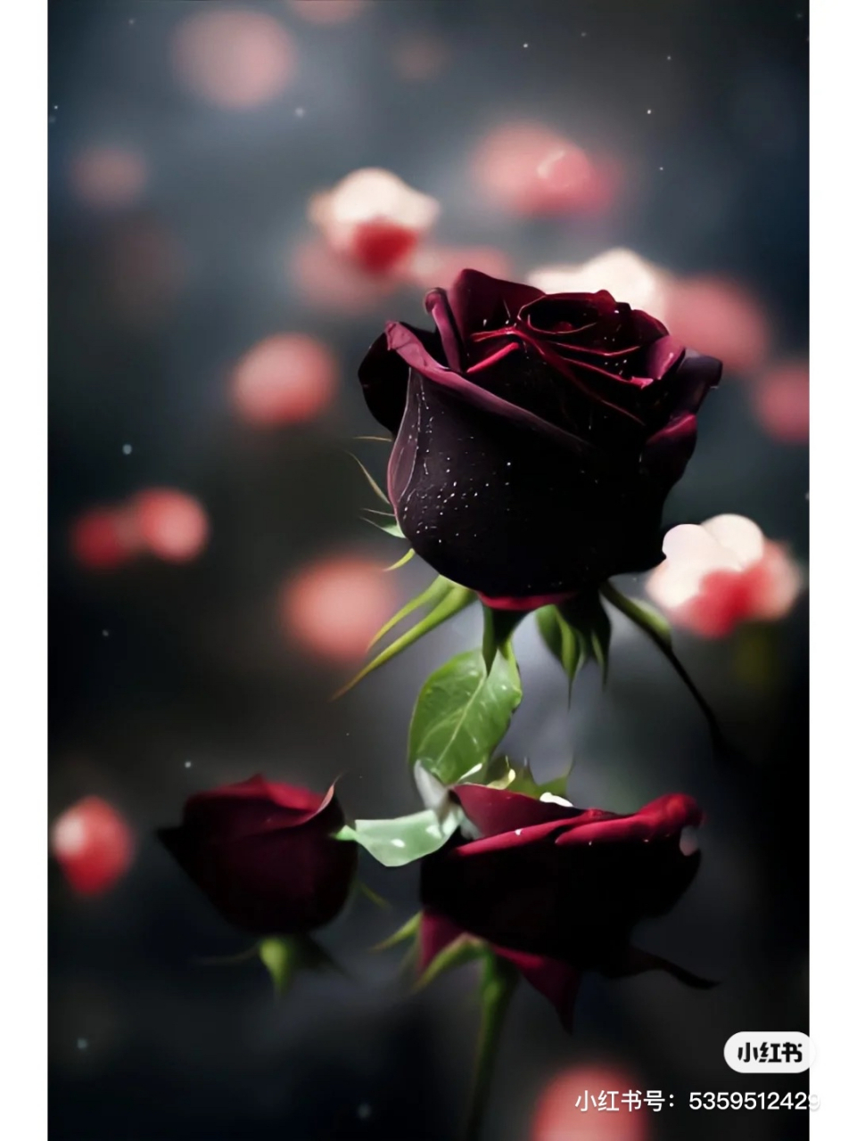 有一种玫瑰叫黑色玫瑰,他的花语是爱你,愿为你付出所有他表达对爱情的