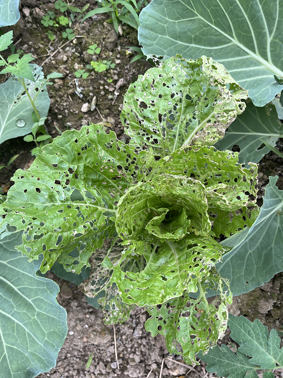 问了村子里很多亲戚朋友,他们家白菜都是打农药的,白菜太招虫子咬,不