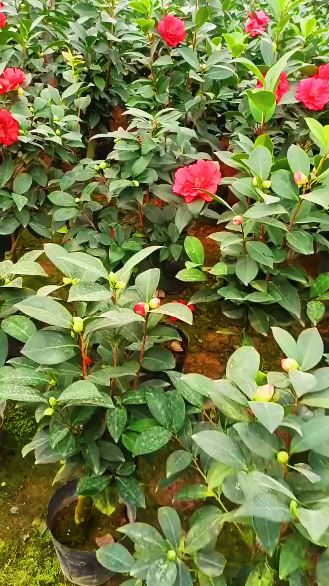 各种四季茶花出售中