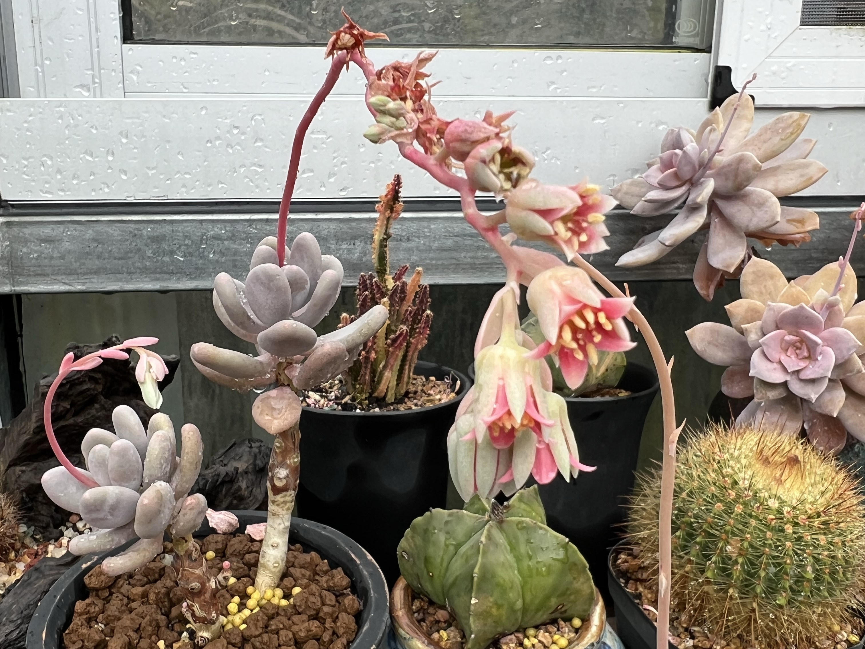 教你如何正确地剪花剑,还能扦插出更多多肉!