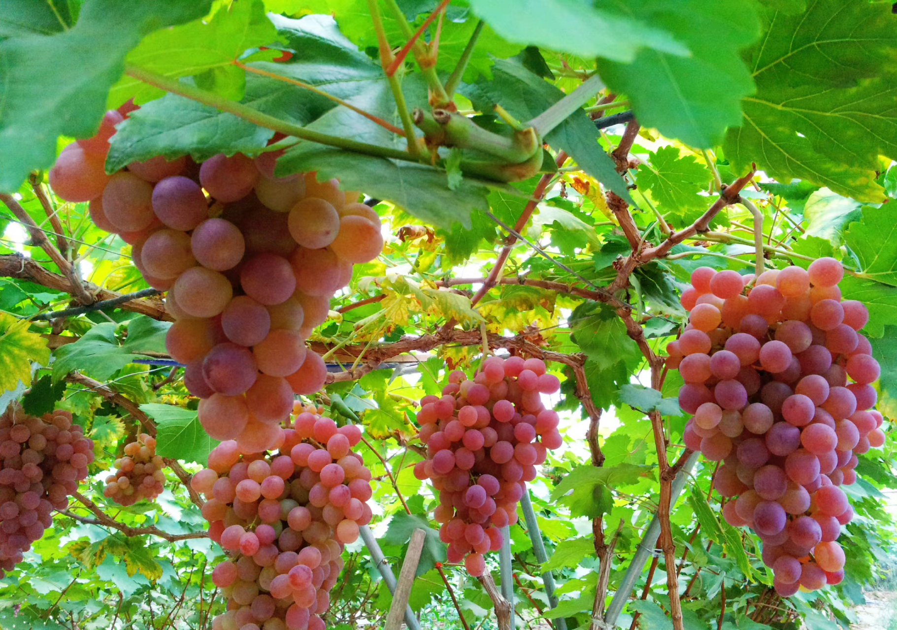 红提,又名:红地球,晚红,葡萄科葡萄属植物.