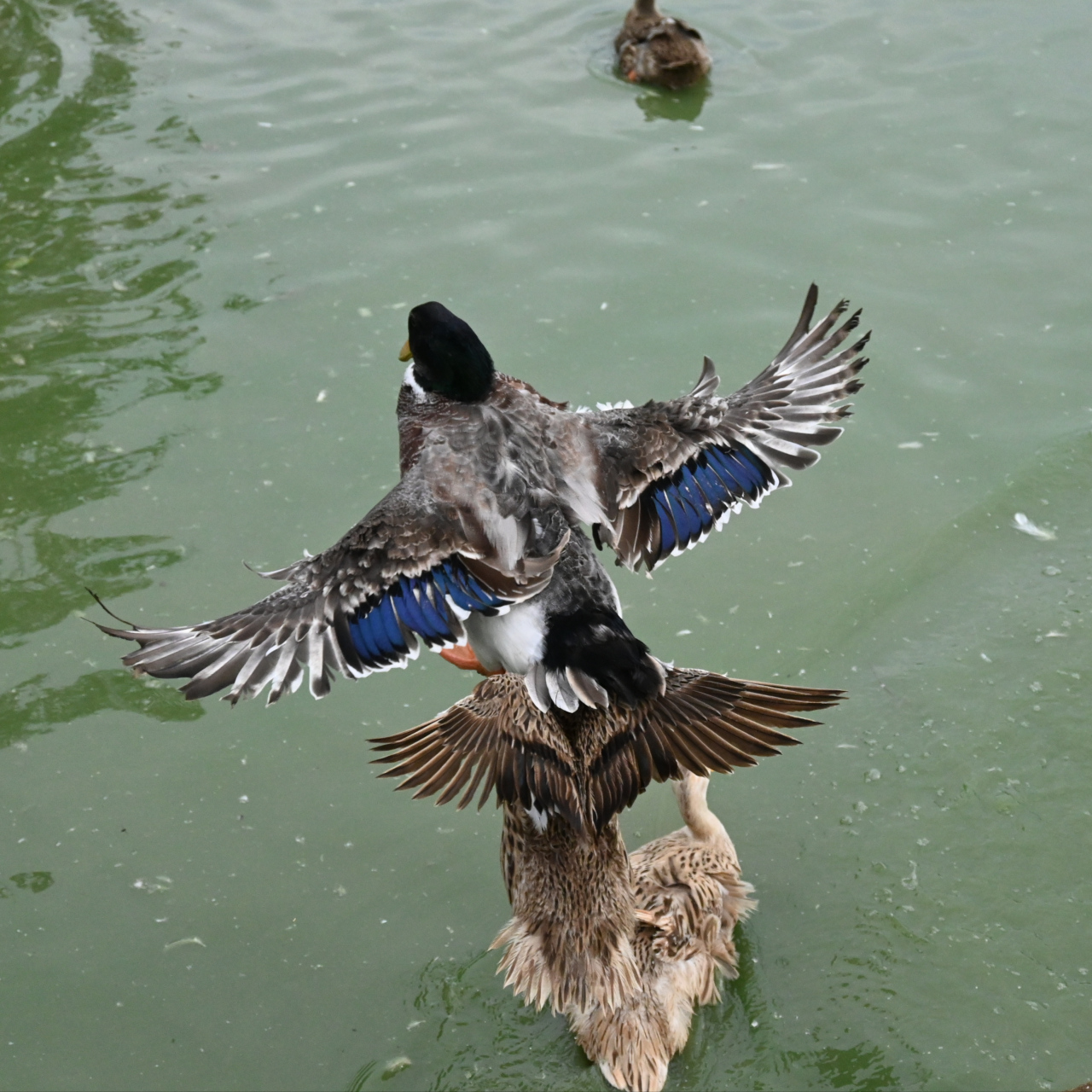 飞翔入水的鸭子🦆