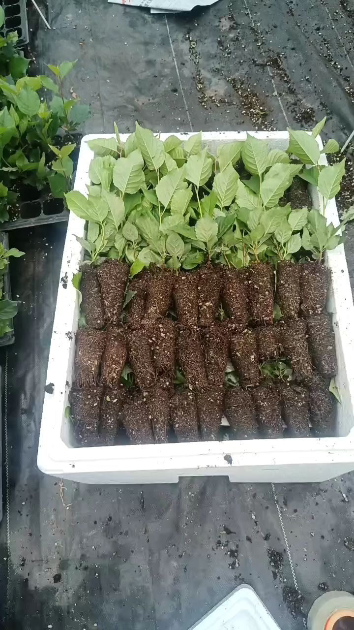 组培吉塞拉砧木苗,保温箱包装出圃!