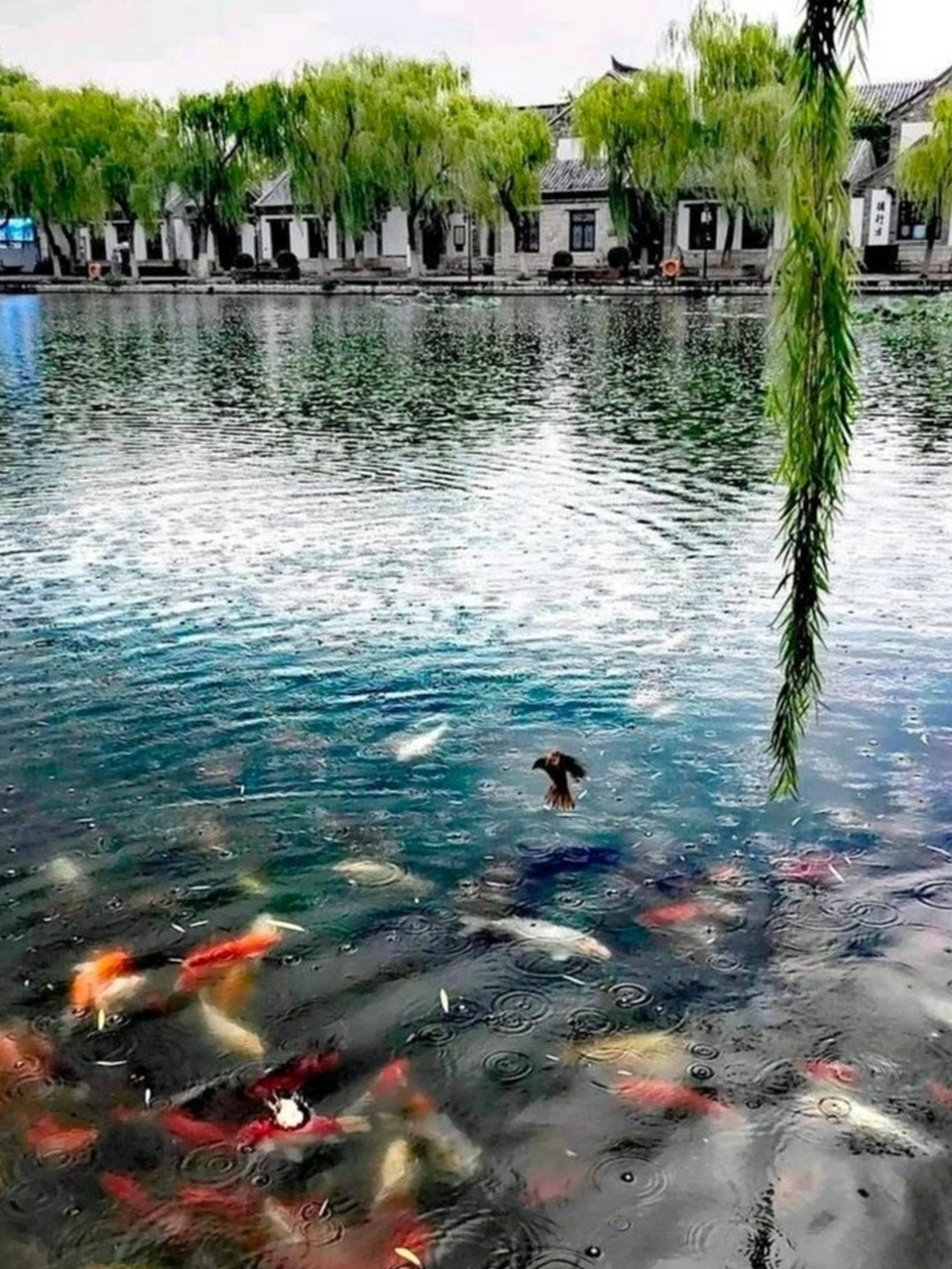 屋堂前的池塘里鱼儿在嬉戏,逍遥自在.