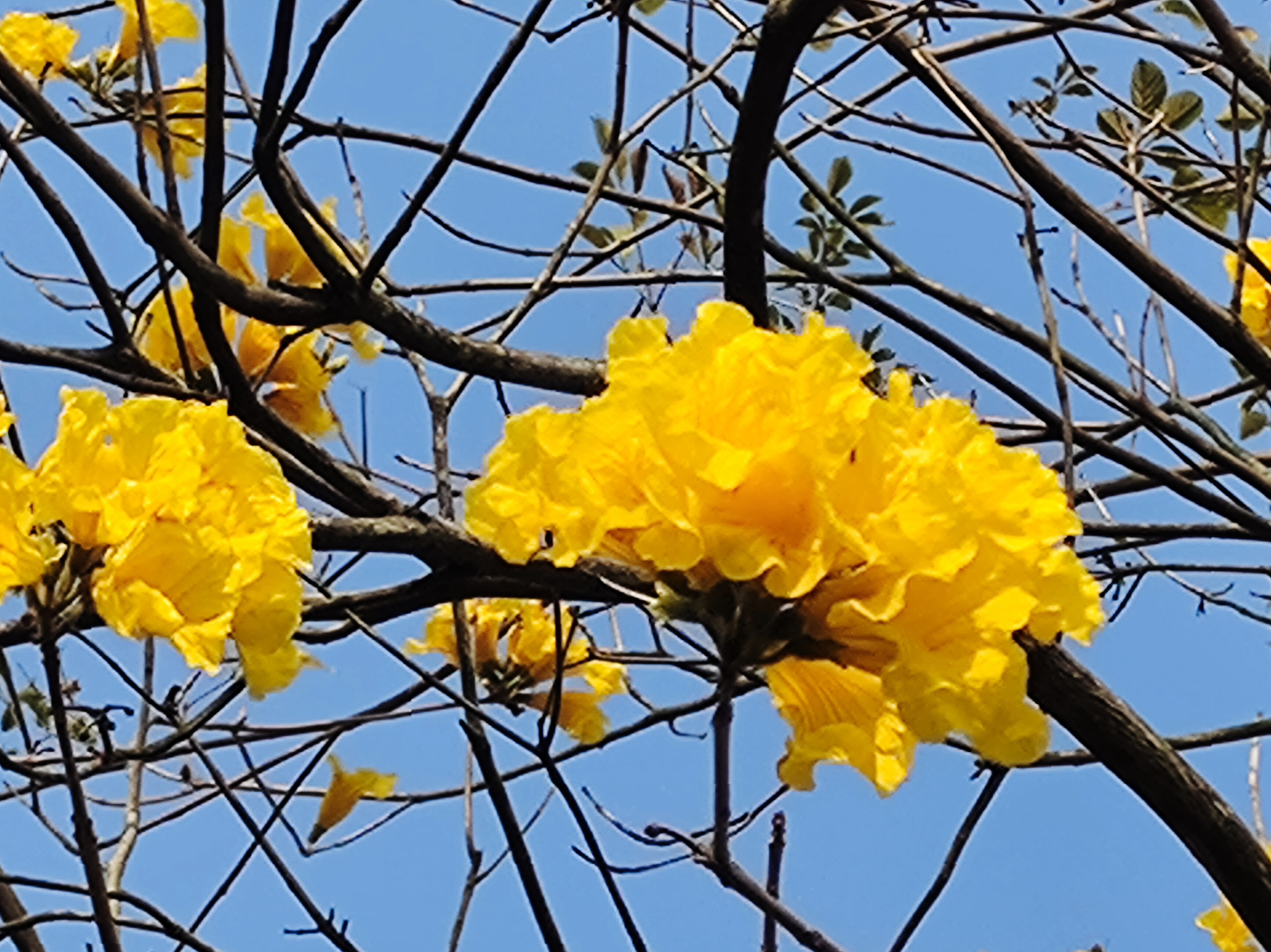 黄花风铃木古诗图片