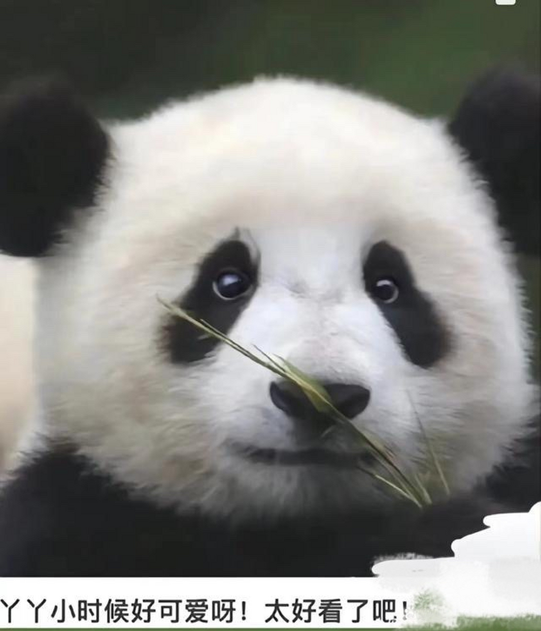 丫丫,雌性,谱系号507,2000年8月3日出生在北京动物园,母亲是大熊猫