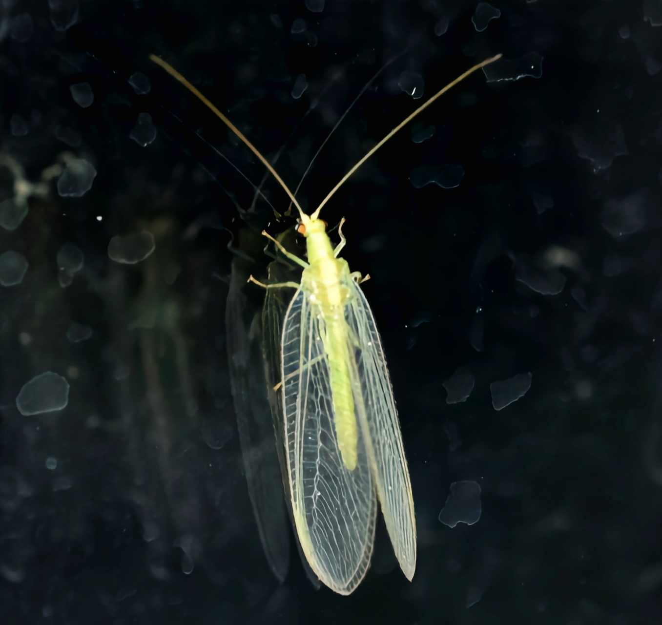 每天认识一种昆虫——蚁蛉 蚁蛉是脉翅目蚁蛉科的统称.