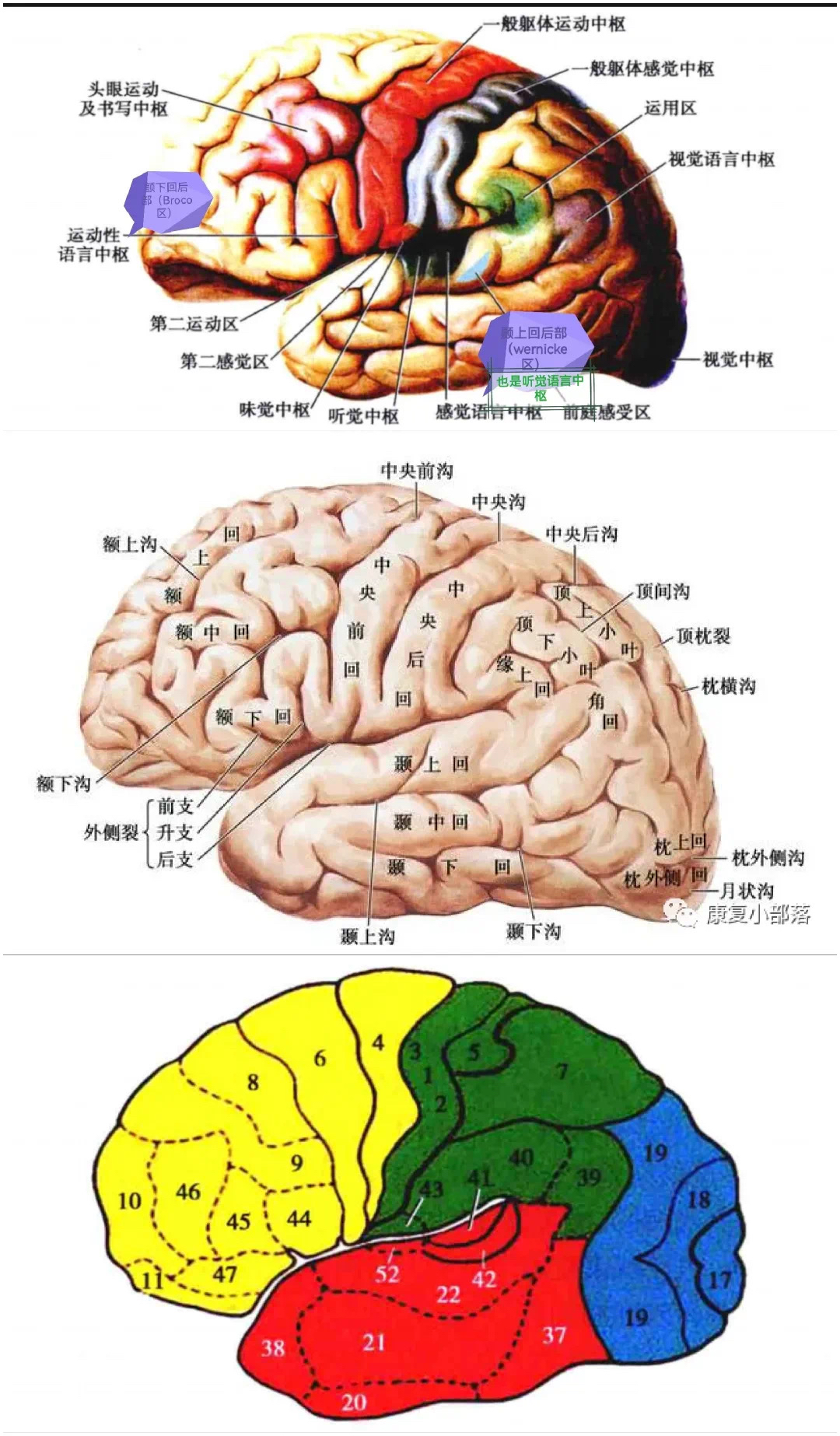 大脑-人体的司令部和他的分工