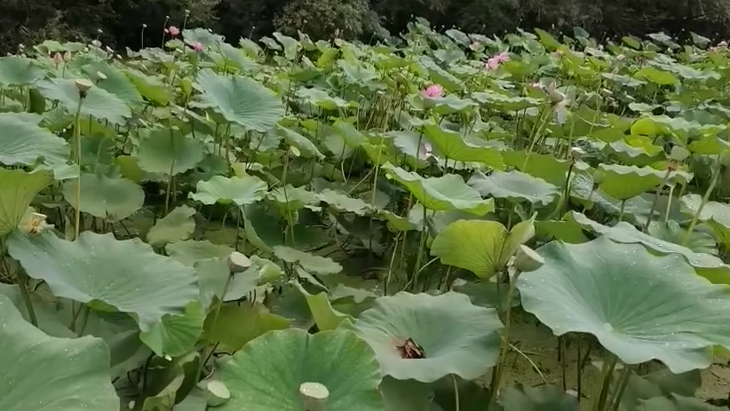 一大片的荷叶荷花,郁郁葱葱真漂亮