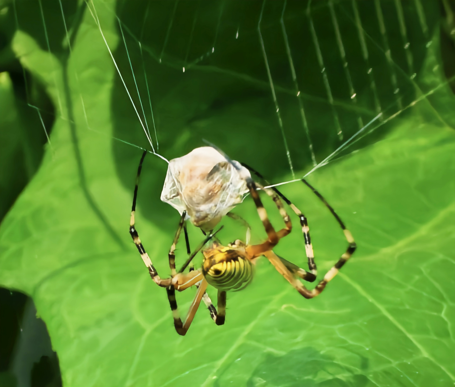 每天认识一种动物——圆网蛛 圆网蛛是我们生活中非常常见的一种蜘蛛.