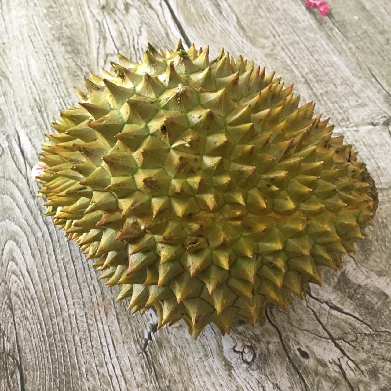 今天买了一个越南干尧榴莲,56元一个,开出来肉还行,一吃是带苦味还蛮