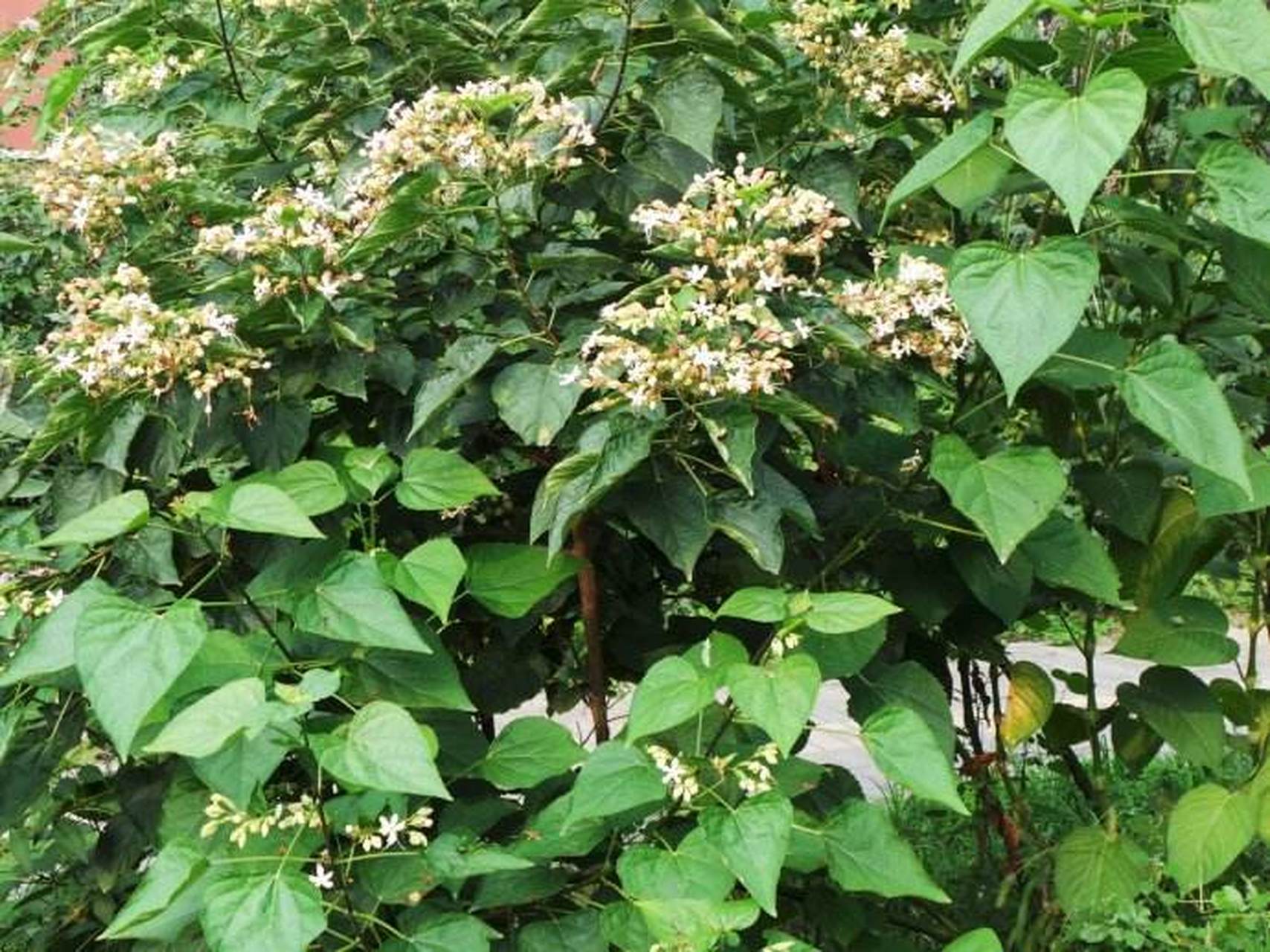 臭梧桐是马鞭草科大青属的落叶灌木或小乔木,雌雄同株,树木高度可达8