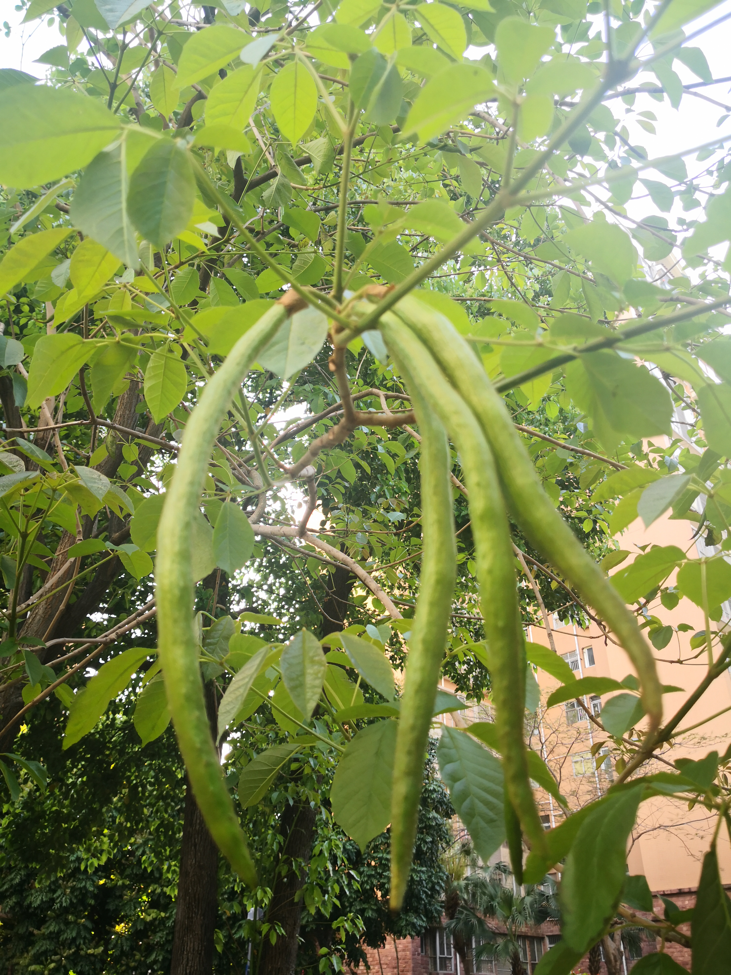 时间真快,繁花似锦的风铃木果实已经挂满枝头