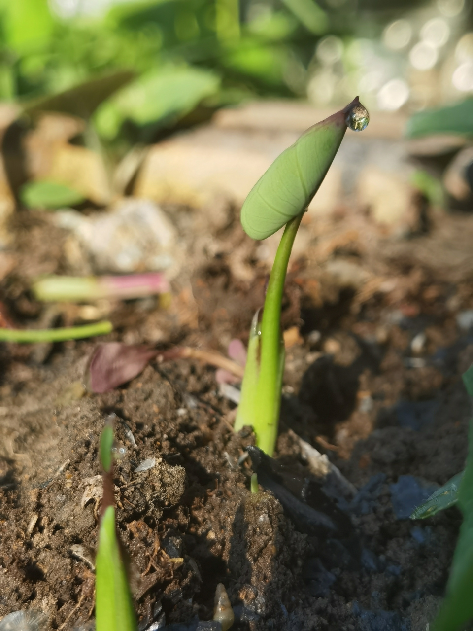 发芽的长根芋头,不敢煮来吃,丢了又可惜,正好有闲置花盆,就埋进花盆里