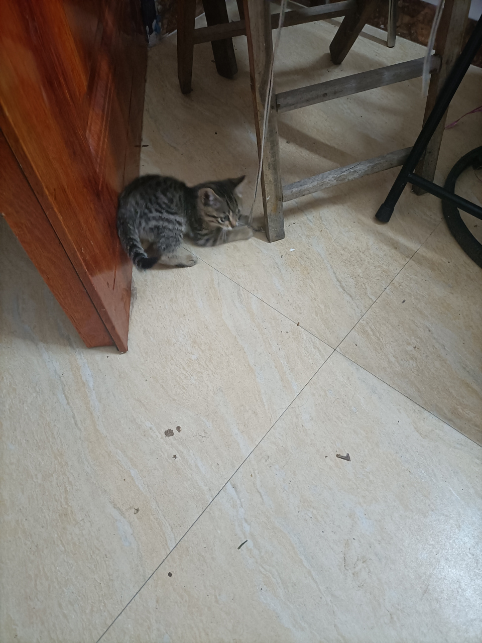 小猫咪好利害哦,开始练爪子功了.