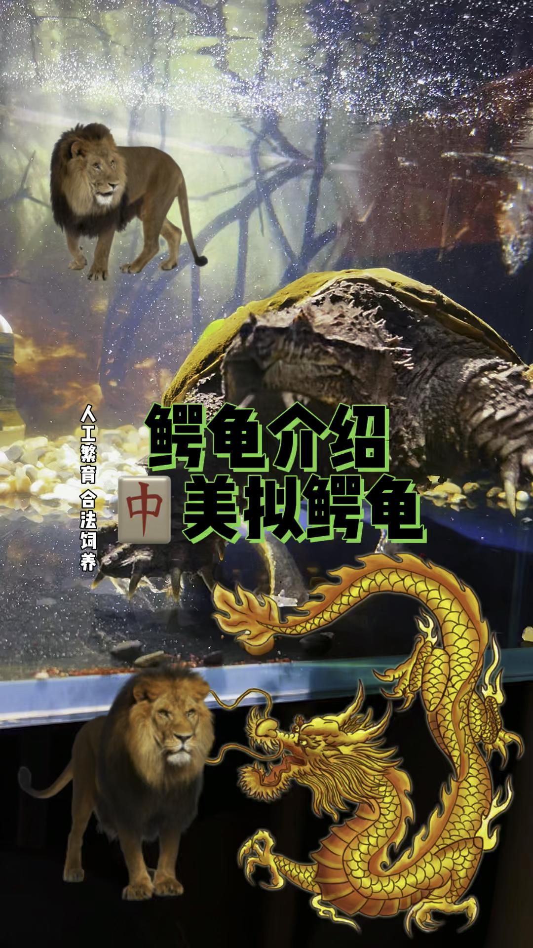 鳄龟介绍之中美拟鳄龟,拟鳄龟之王中美拟鳄龟-度小视