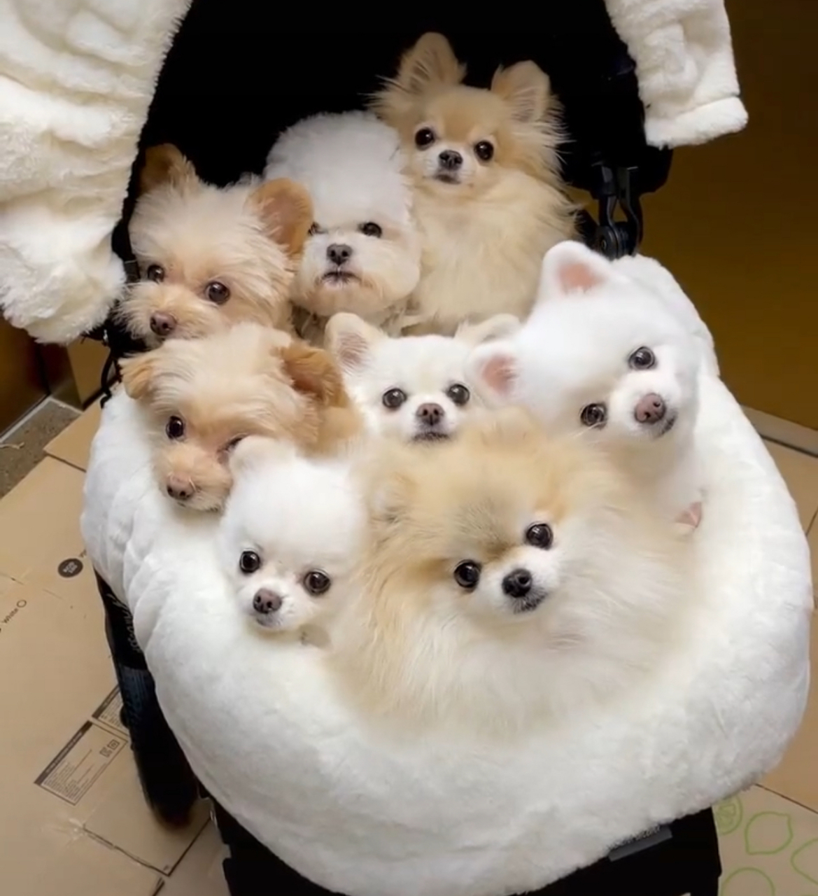 八只小狗,每天得多幸福快乐啊!