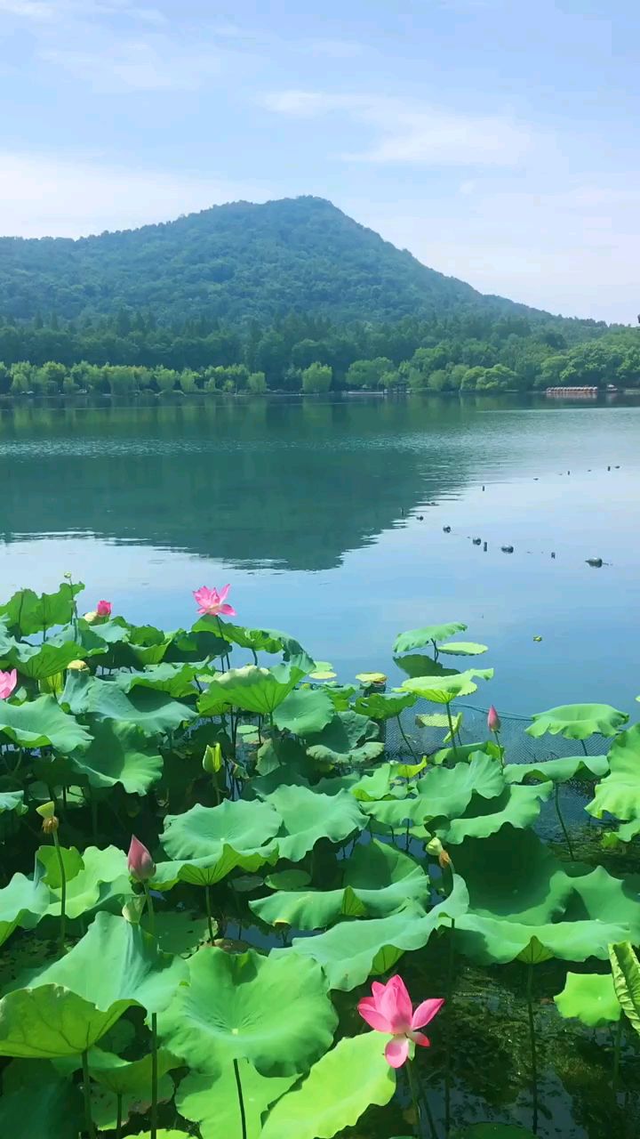 有山有水有荷花风景图图片