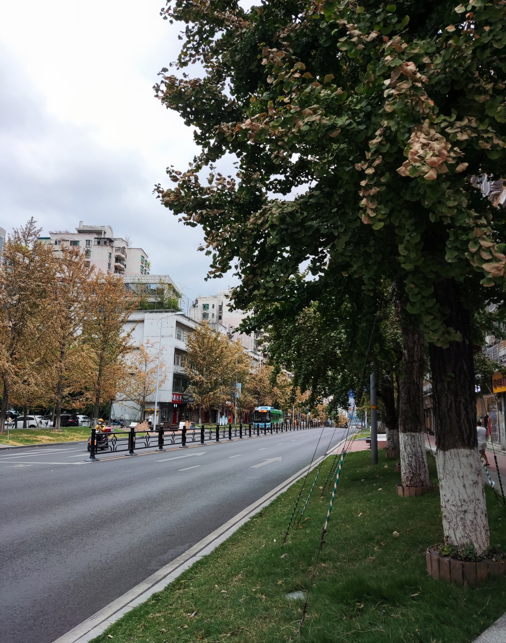 还有记得今年夏天的酷热吗?这些银杏树应该是记忆最深刻的.