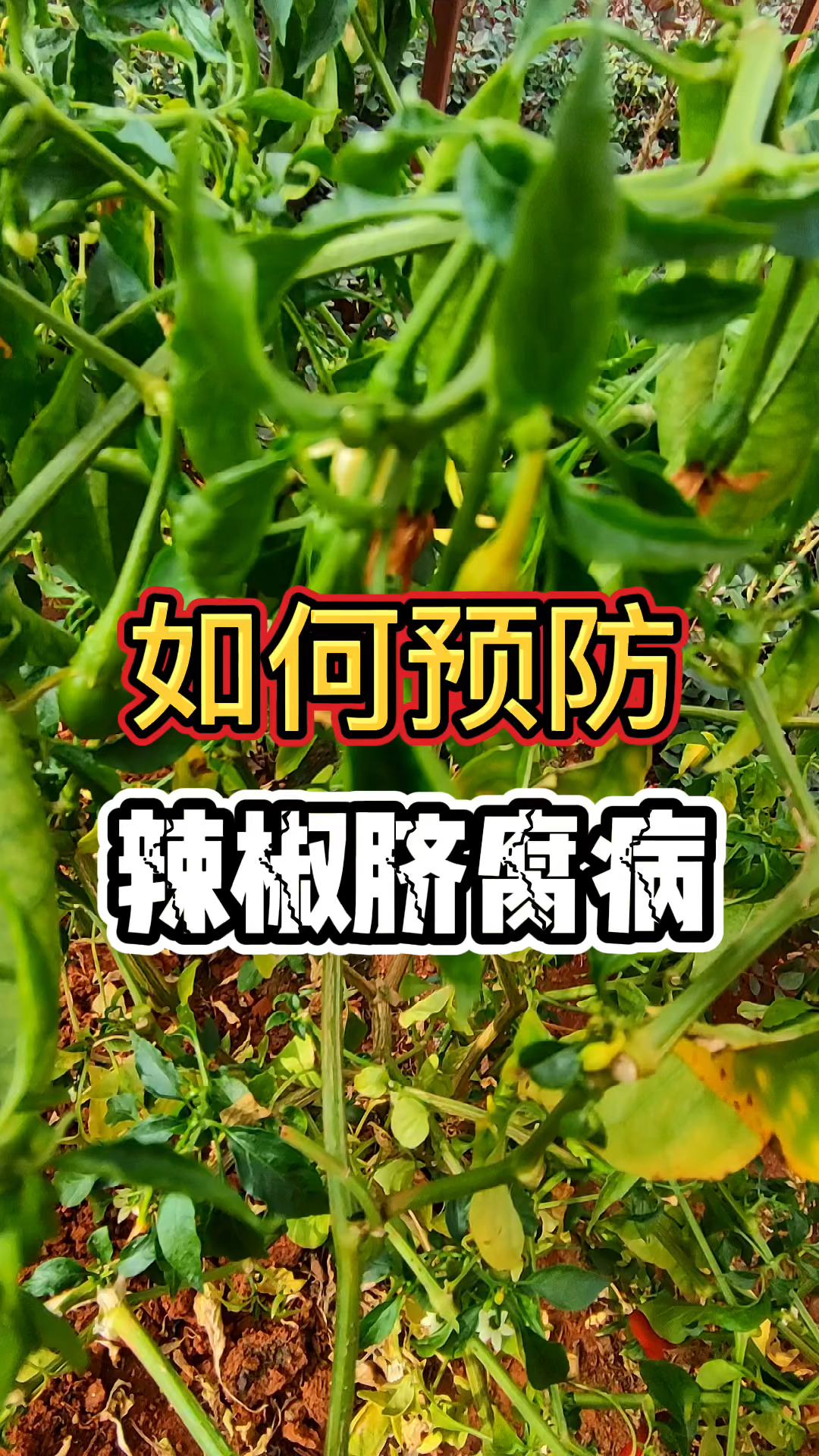 辣椒脐腐病虱什么原因导致的?
