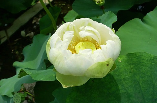 玉碗荷花长什么样子呢?真是百看不厌!