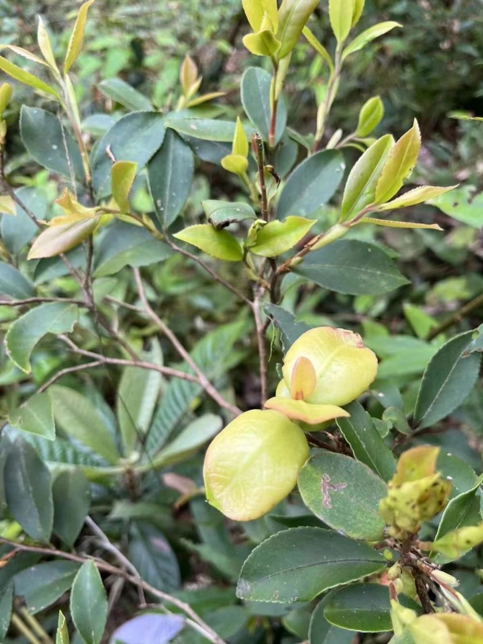 清明节山上的野果图片